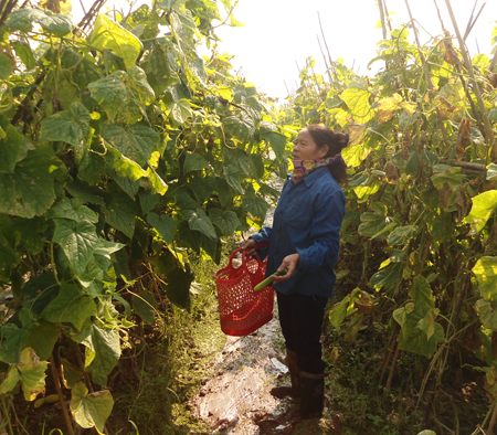 Cây vụ đông ở Phú Thịnh Hưng Yên